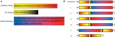 Functional Characterization of the Internal Symmetry of MRAP2 Antiparallel Homodimer